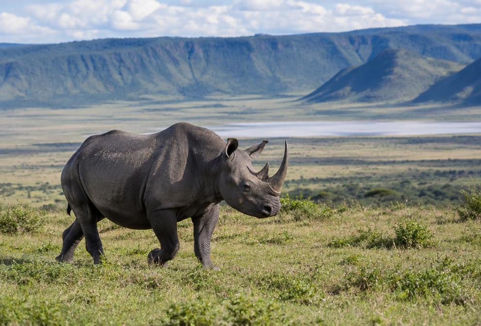 Ngorongoro Crater and return to Arusha